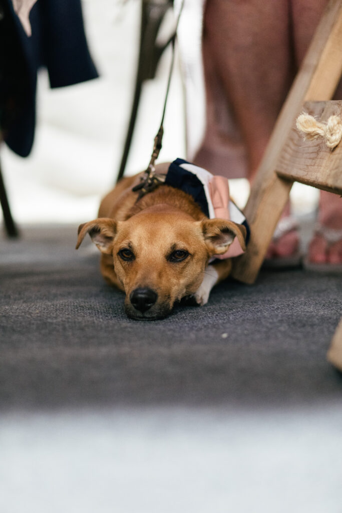 Family dog sleeps under the table at the wedding reception